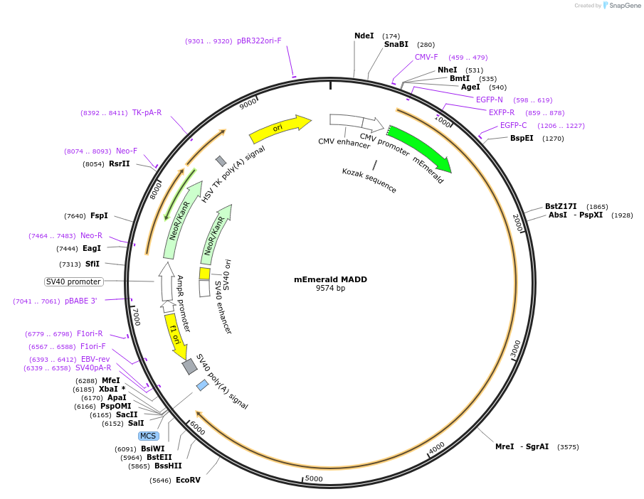 245051-plasmid-map-sequence-id-487695