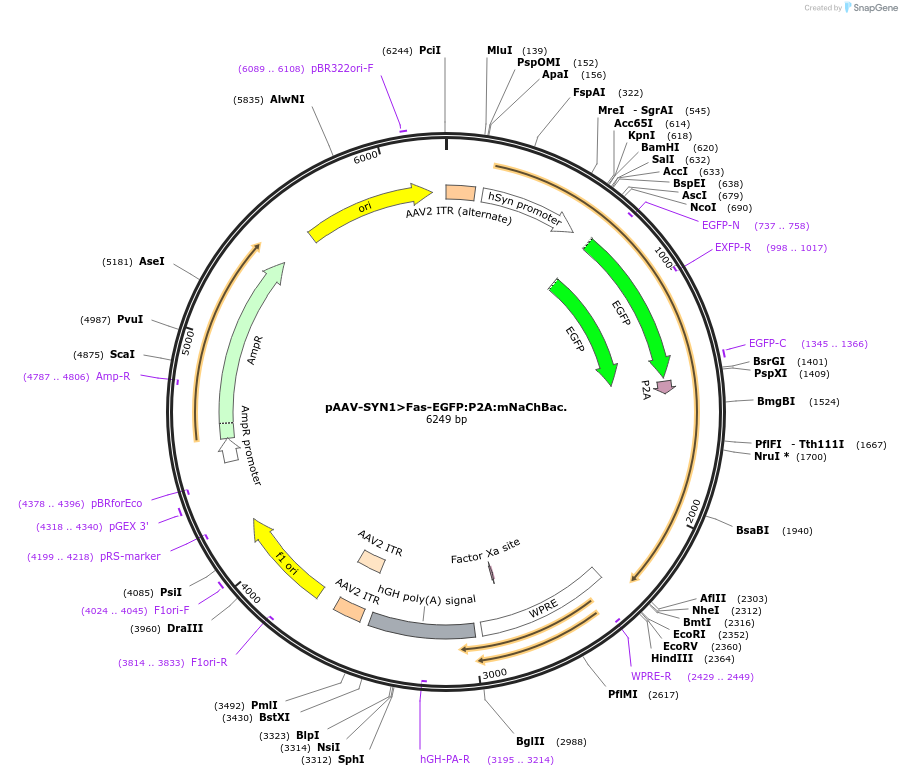 242230-plasmid-map-sequence-id-487697