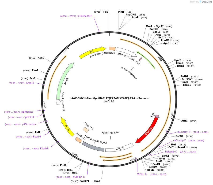 242233-plasmid-map-sequence-id-487698