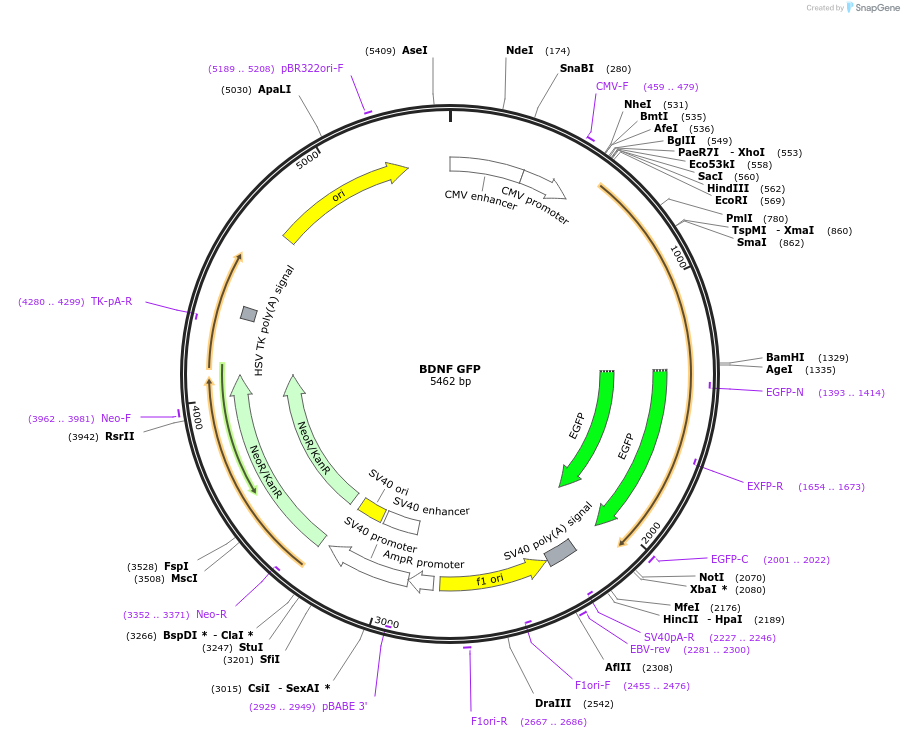 245053-plasmid-map-sequence-id-487699