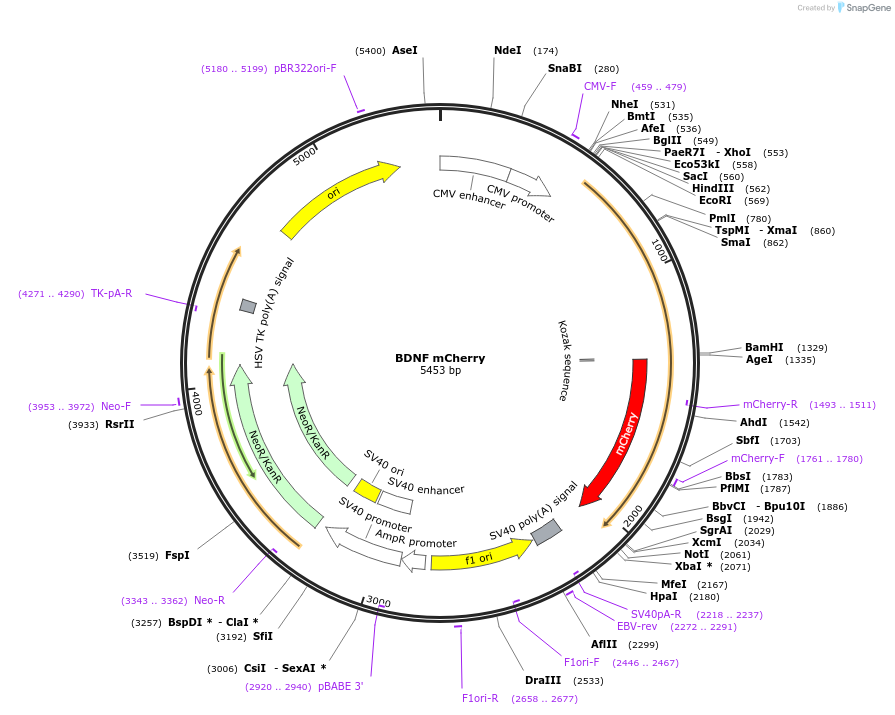 245052-plasmid-map-sequence-id-487700