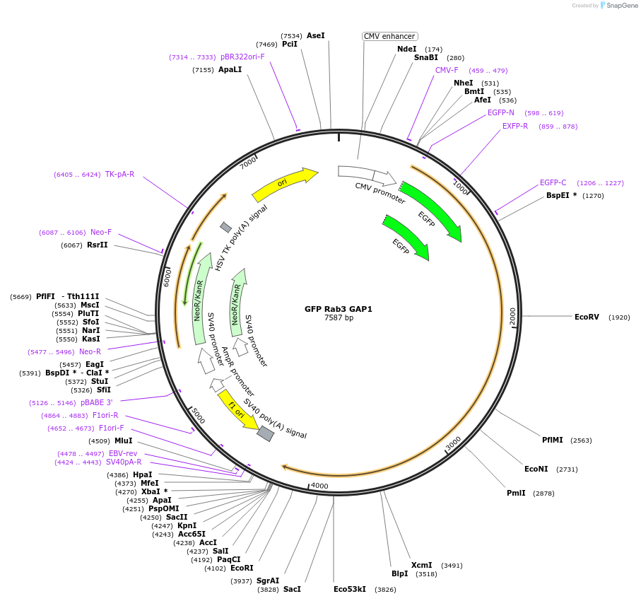 245050-plasmid-map-sequence-id-487701