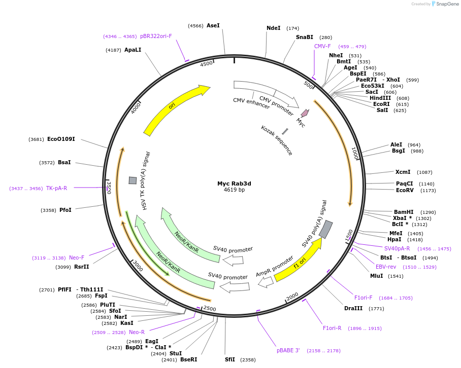 245017-plasmid-map-sequence-id-487703