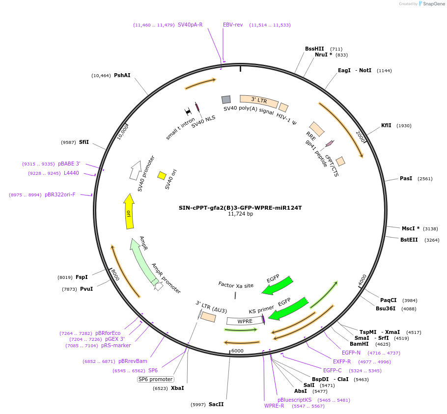 245068-plasmid-map-sequence-id-487713