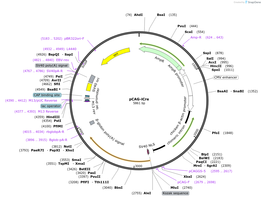 89573-plasmid-map-sequence-id-487715