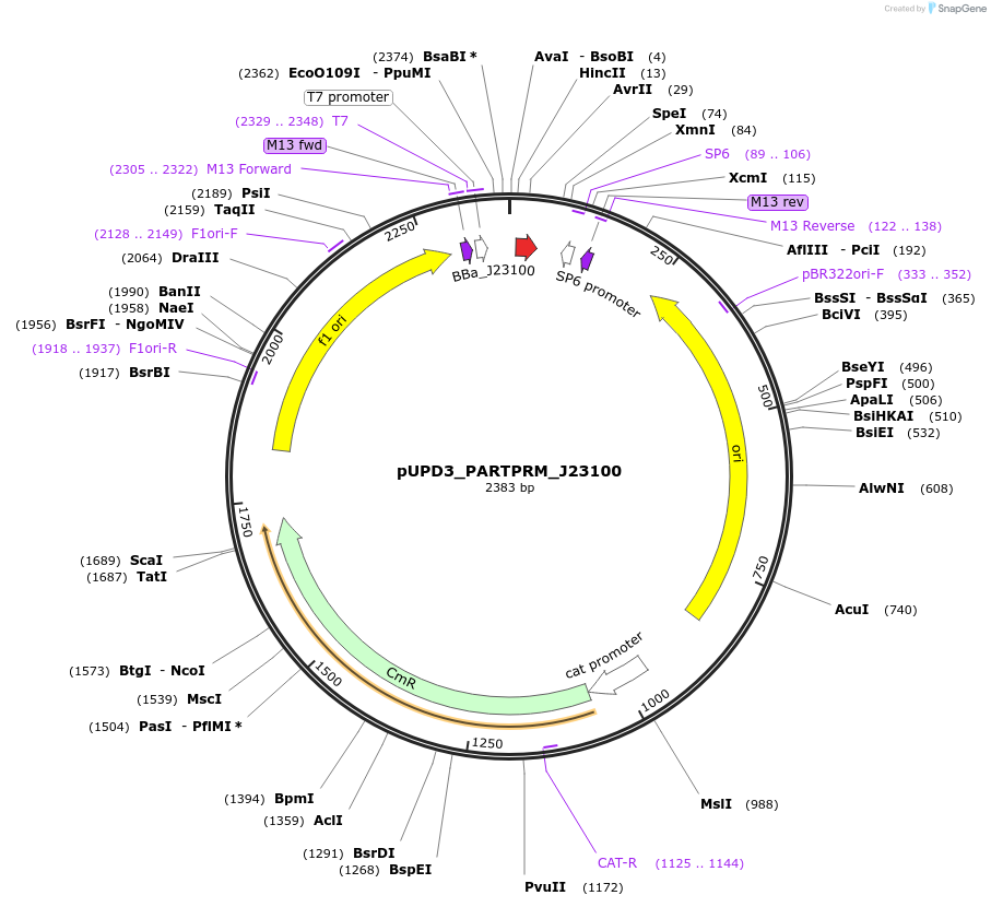 243930-plasmid-map-sequence-id-487730