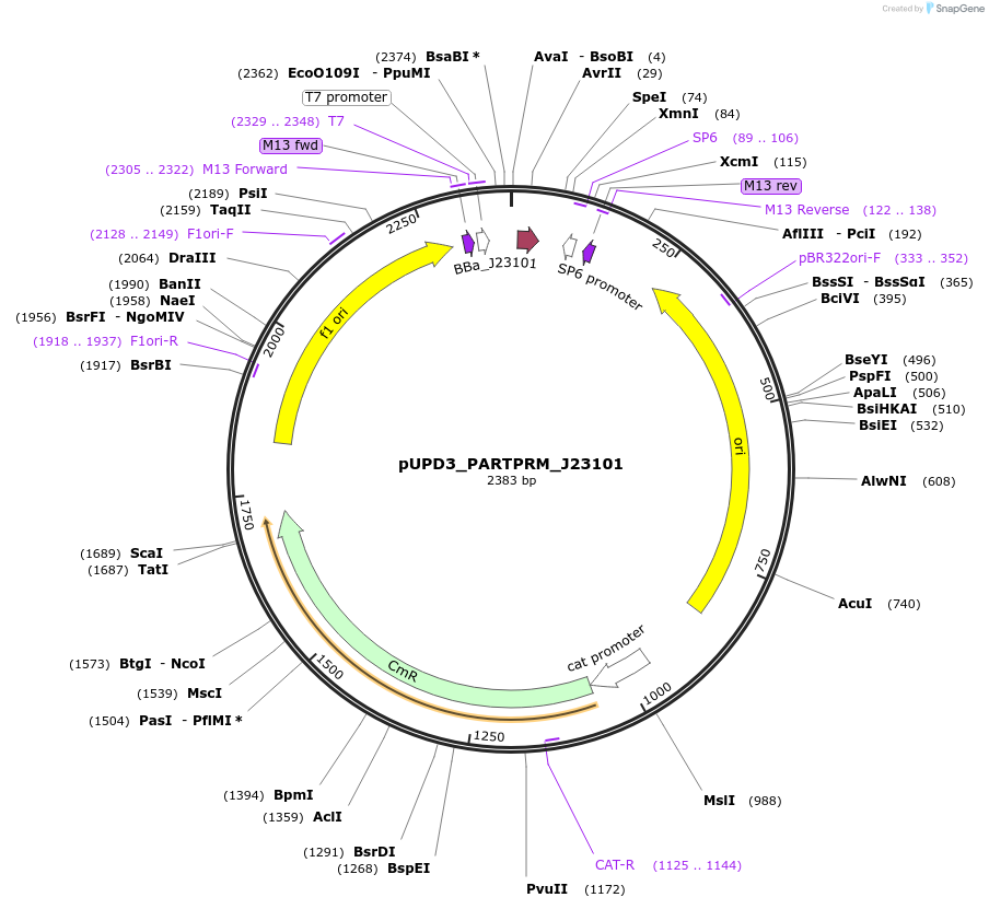 243931-plasmid-map-sequence-id-487733