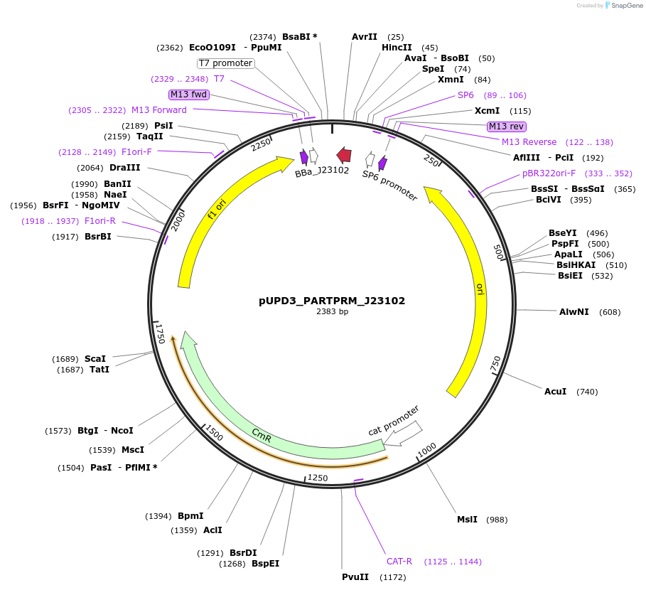 243932-plasmid-map-sequence-id-487735