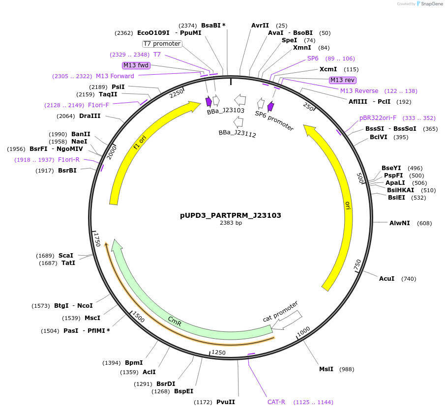 243933-plasmid-map-sequence-id-487738