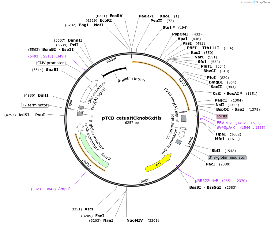 237373-plasmid-map-sequence-id-487855