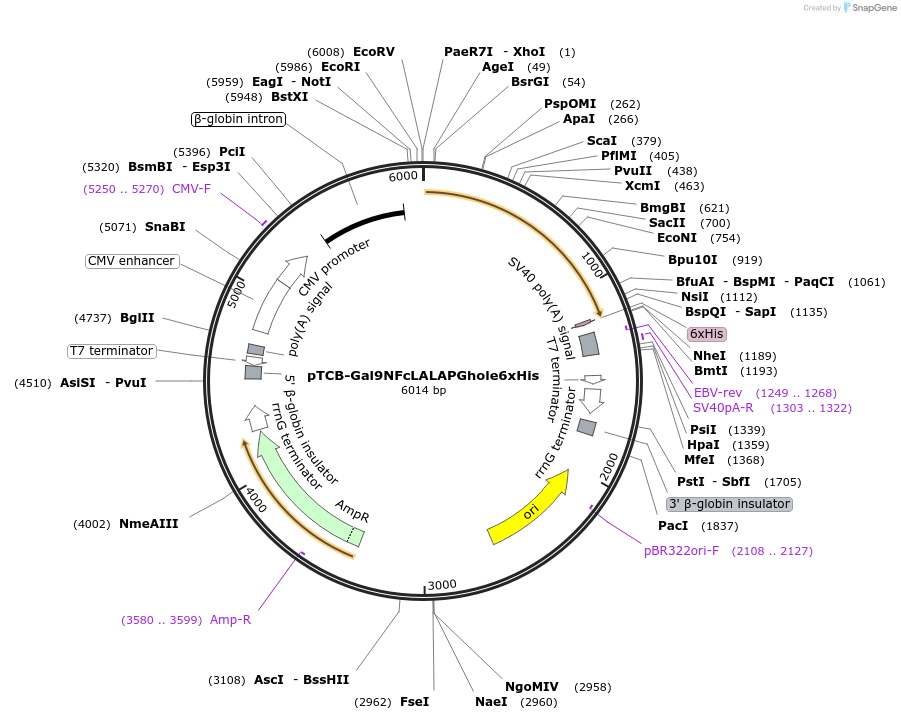 237381-plasmid-map-sequence-id-487856