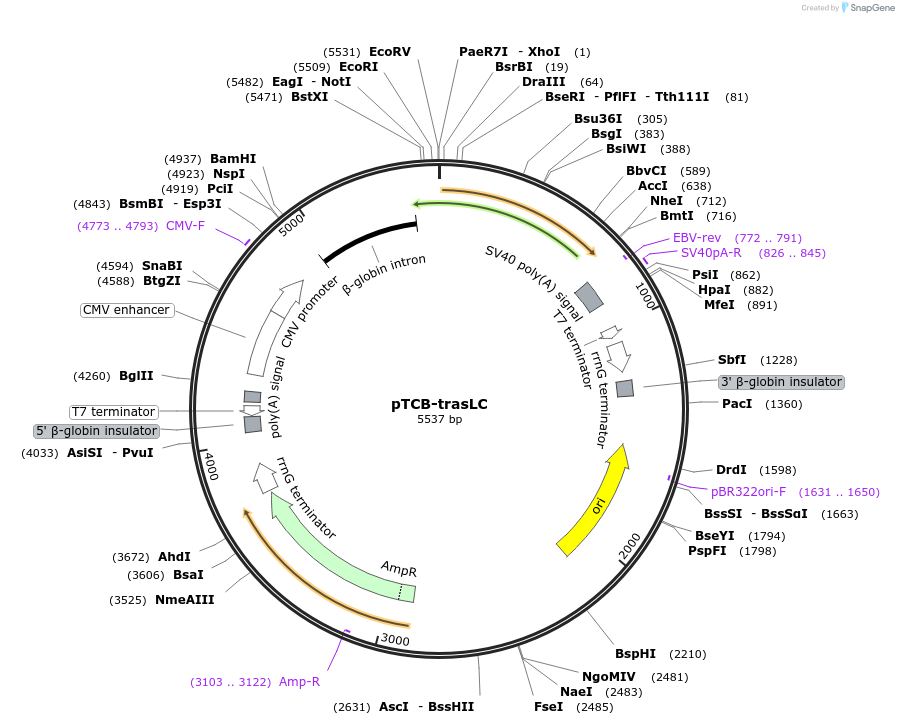 237365-plasmid-map-sequence-id-487857