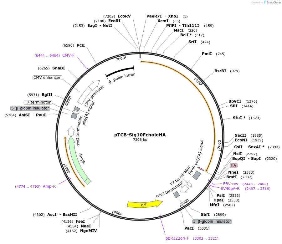 237370-plasmid-map-sequence-id-487858