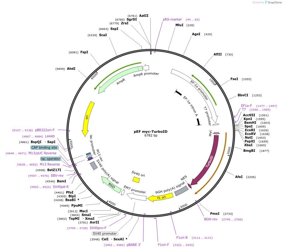 245241-plasmid-map-sequence-id-487863