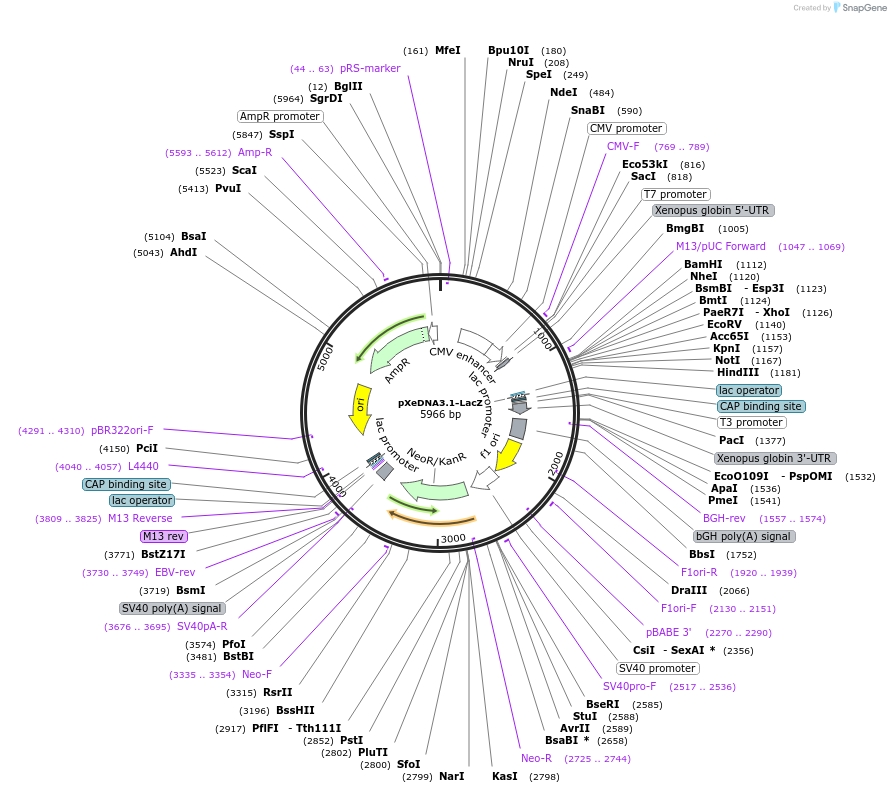 242746-plasmid-map-sequence-id-487866