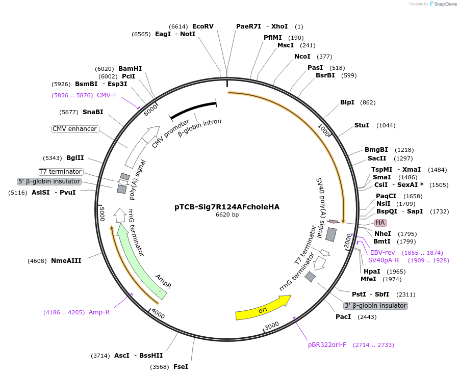 237368-plasmid-map-sequence-id-487869
