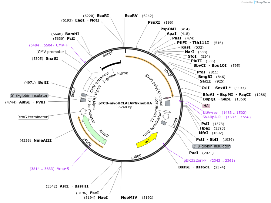 237377-plasmid-map-sequence-id-487871