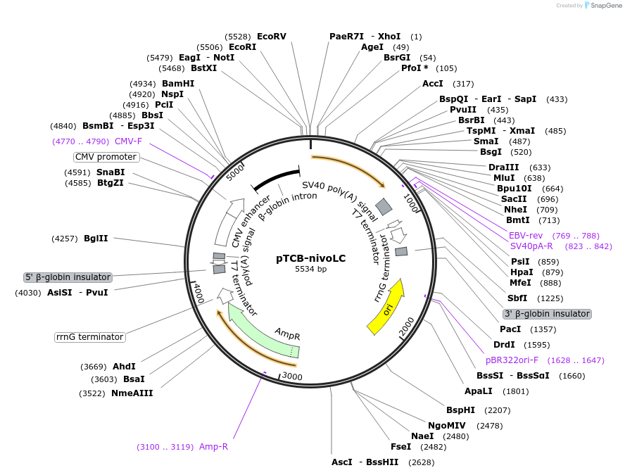 237378-plasmid-map-sequence-id-487873