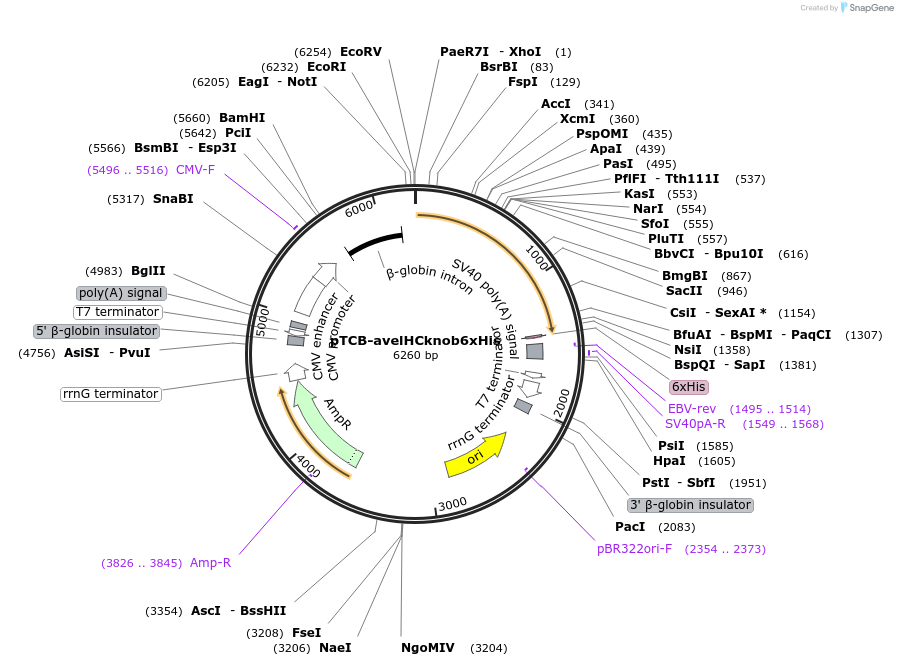 237383-plasmid-map-sequence-id-487874