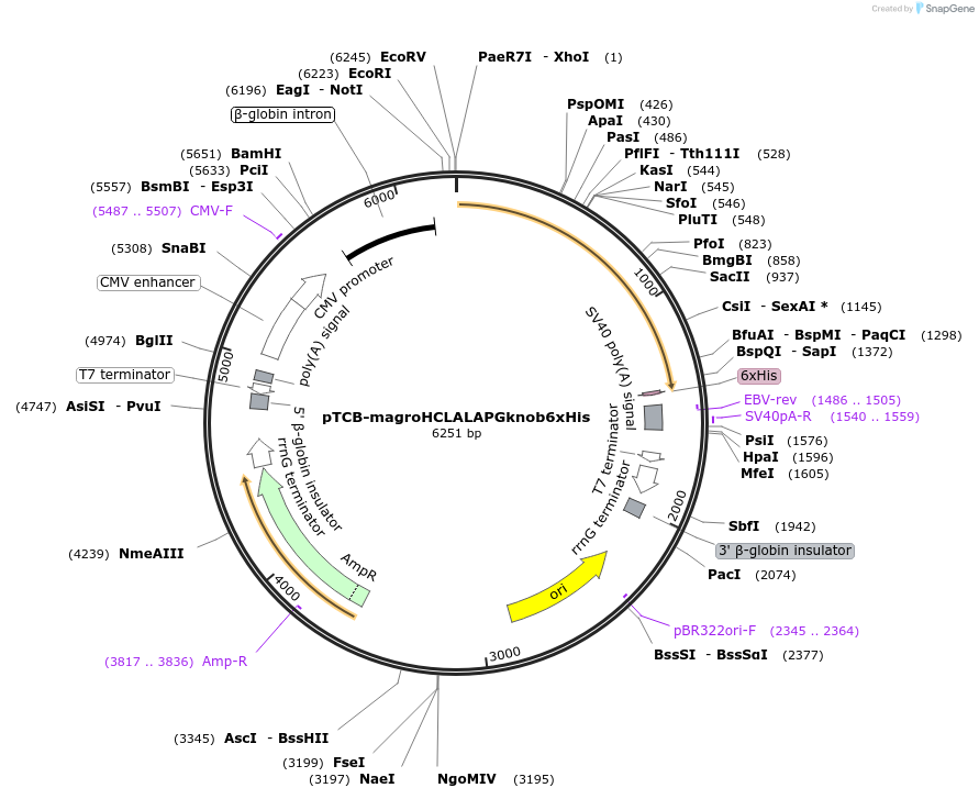 237375-plasmid-map-sequence-id-487875