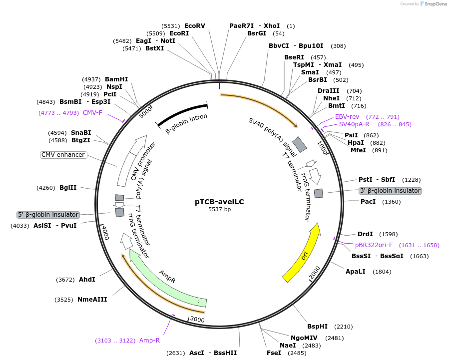 237384-plasmid-map-sequence-id-487876