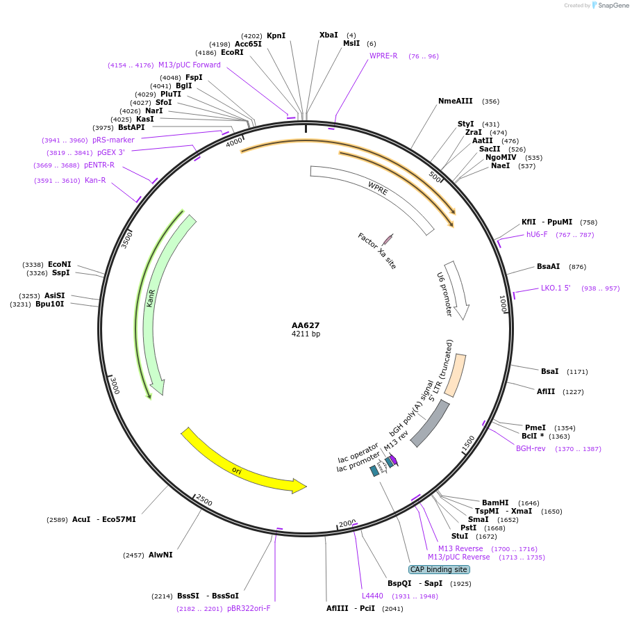 245315-plasmid-map-sequence-id-487877