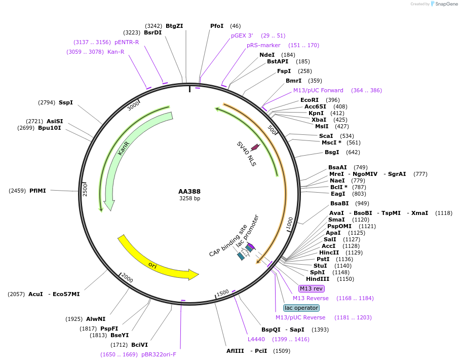 245311-plasmid-map-sequence-id-487878
