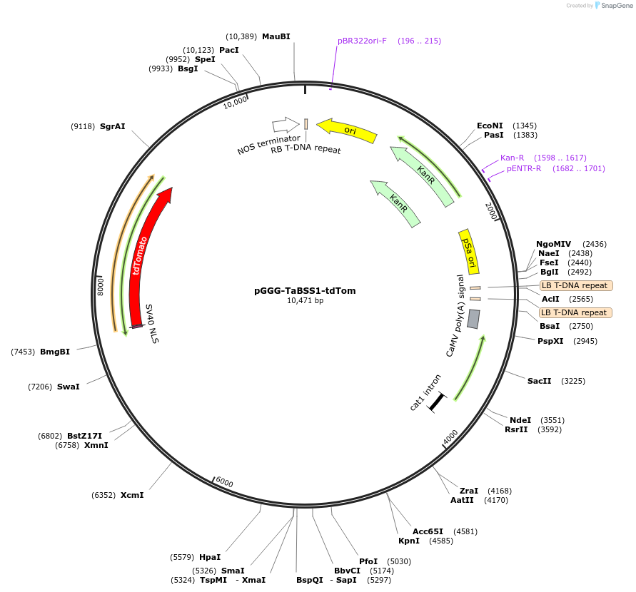 242014-plasmid-map-sequence-id-487879