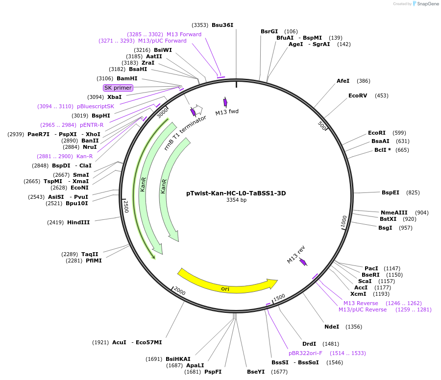 242008-plasmid-map-sequence-id-487882