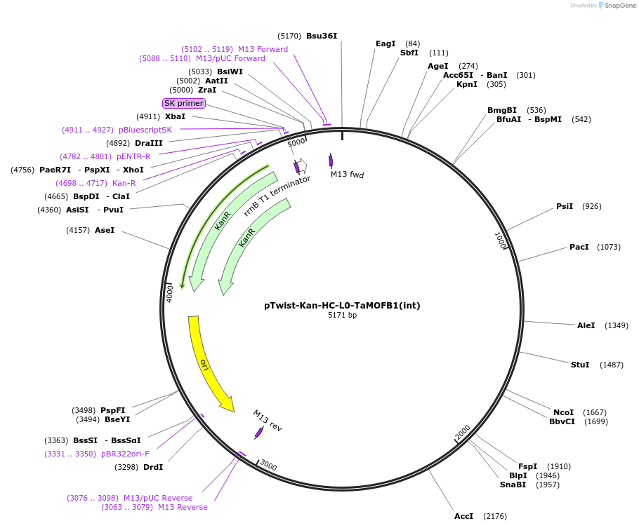 242005-plasmid-map-sequence-id-487883