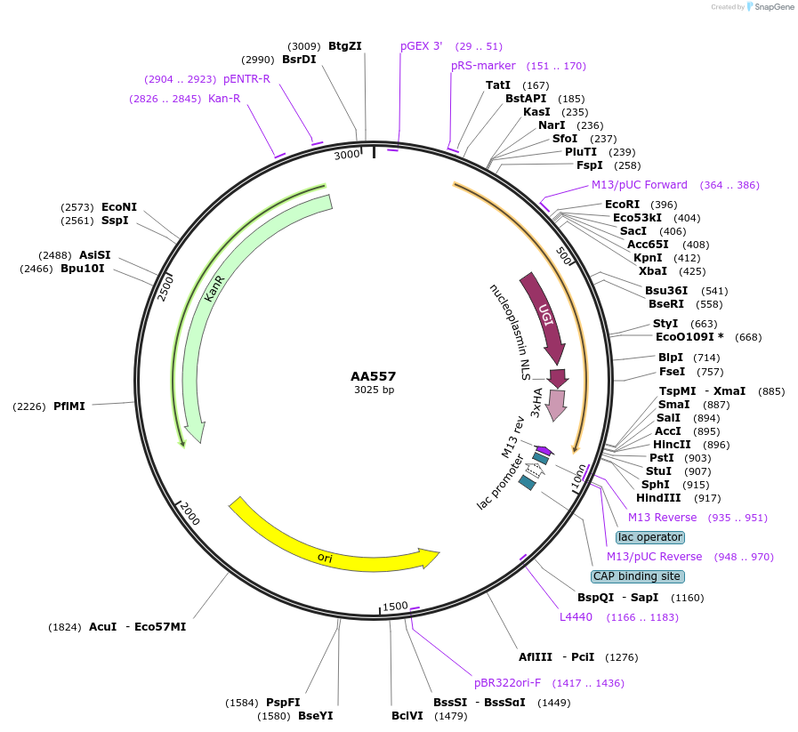 245312-plasmid-map-sequence-id-487893