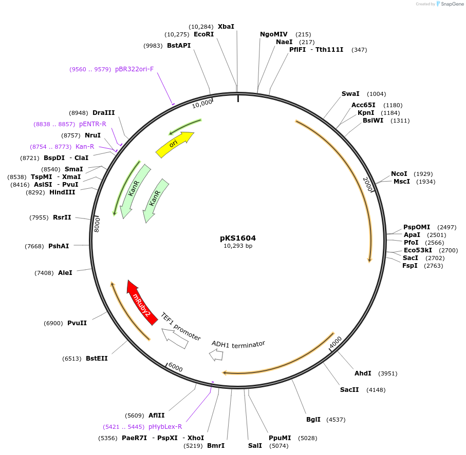 239528-plasmid-map-sequence-id-487894