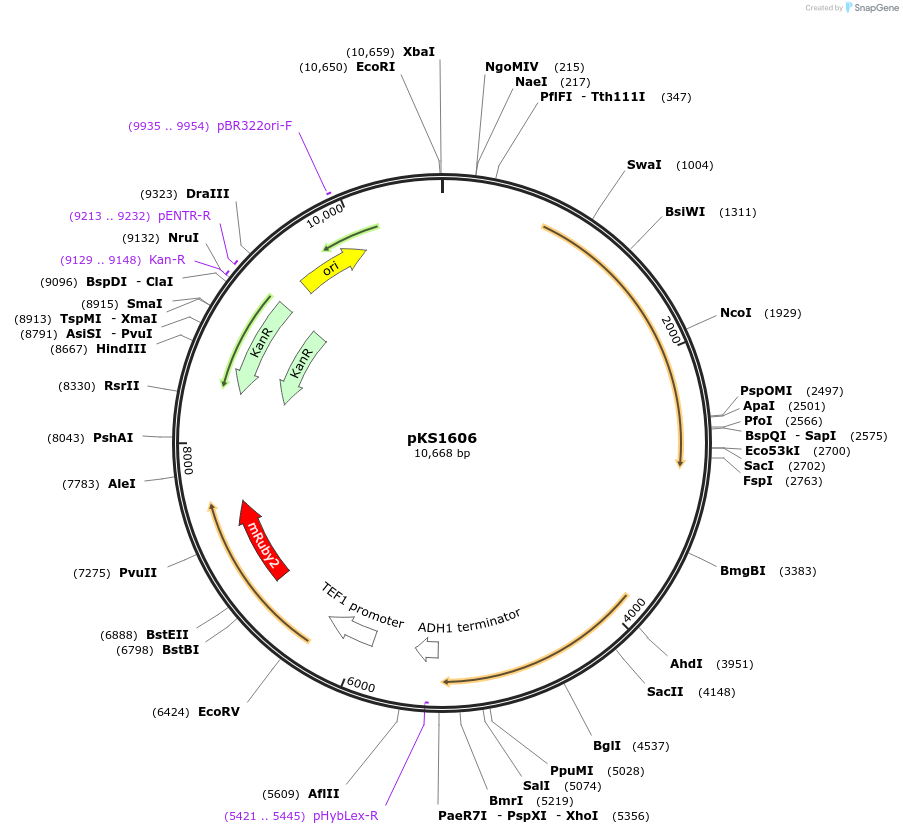 239529-plasmid-map-sequence-id-487896