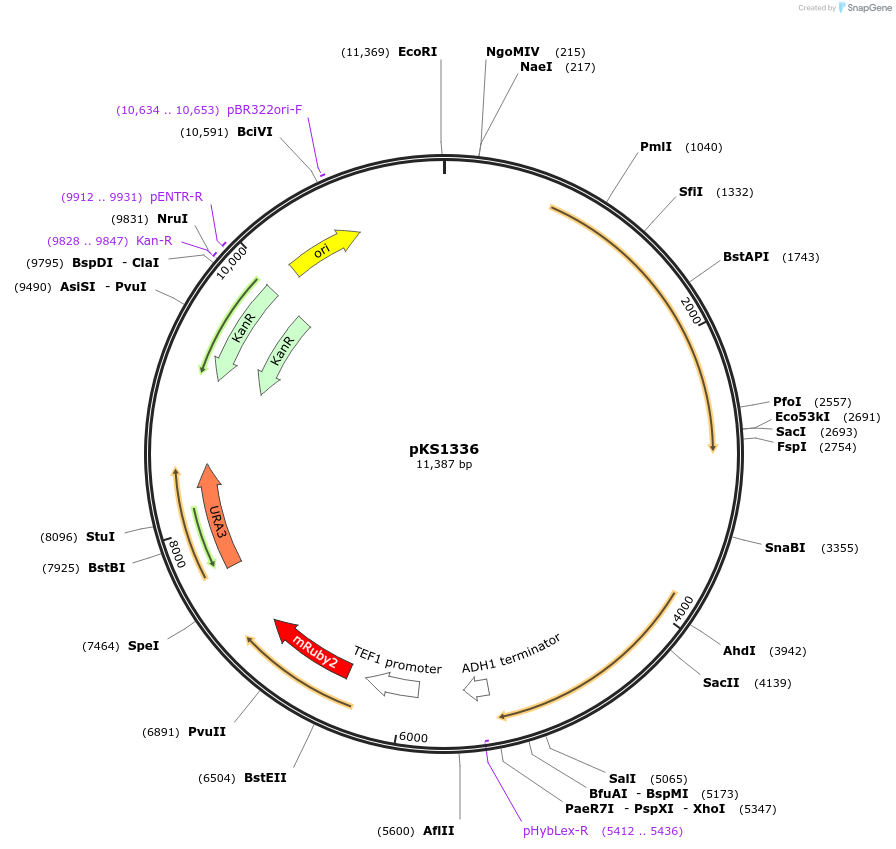 239510-plasmid-map-sequence-id-487900