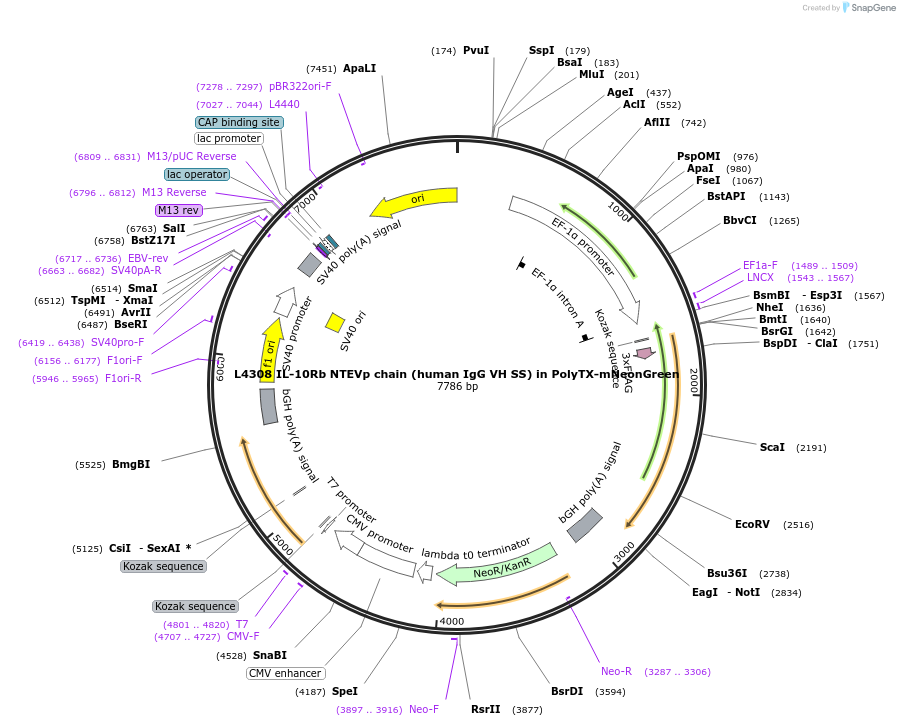 244169-plasmid-map-sequence-id-487901