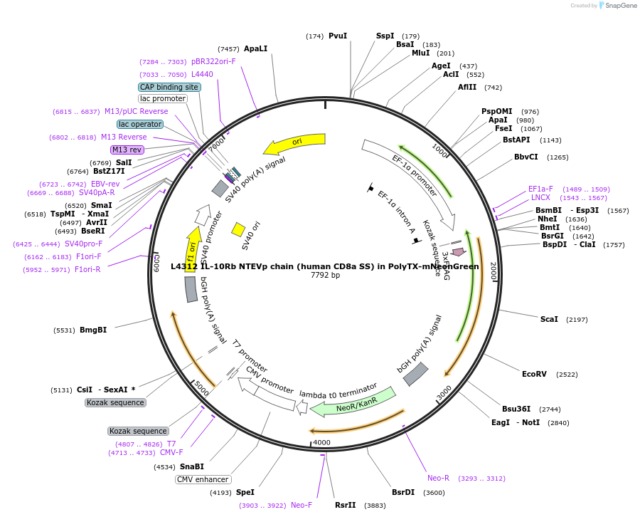 244170-plasmid-map-sequence-id-487902