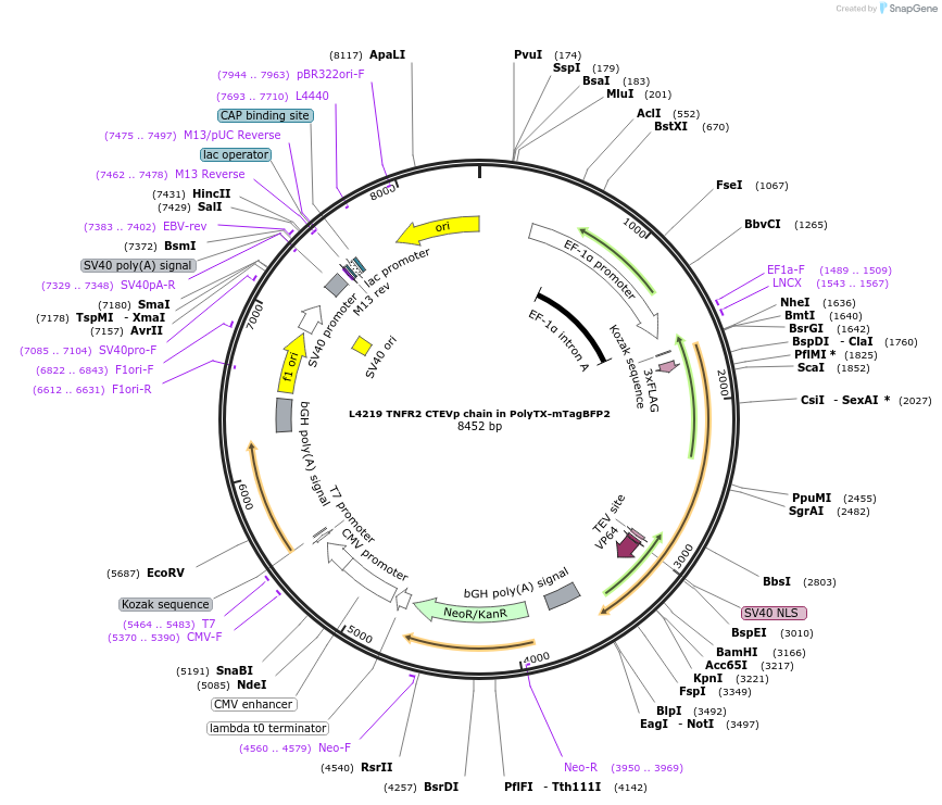 244177-plasmid-map-sequence-id-487904