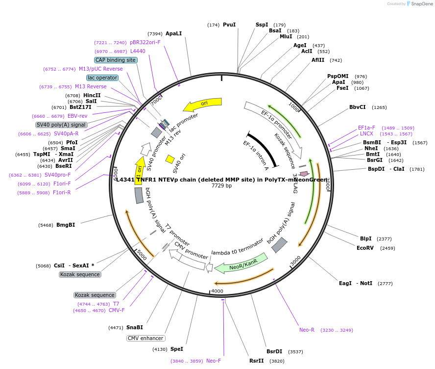 244176-plasmid-map-sequence-id-487905