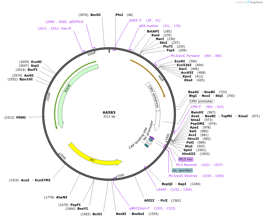 245313-plasmid-map-sequence-id-487909