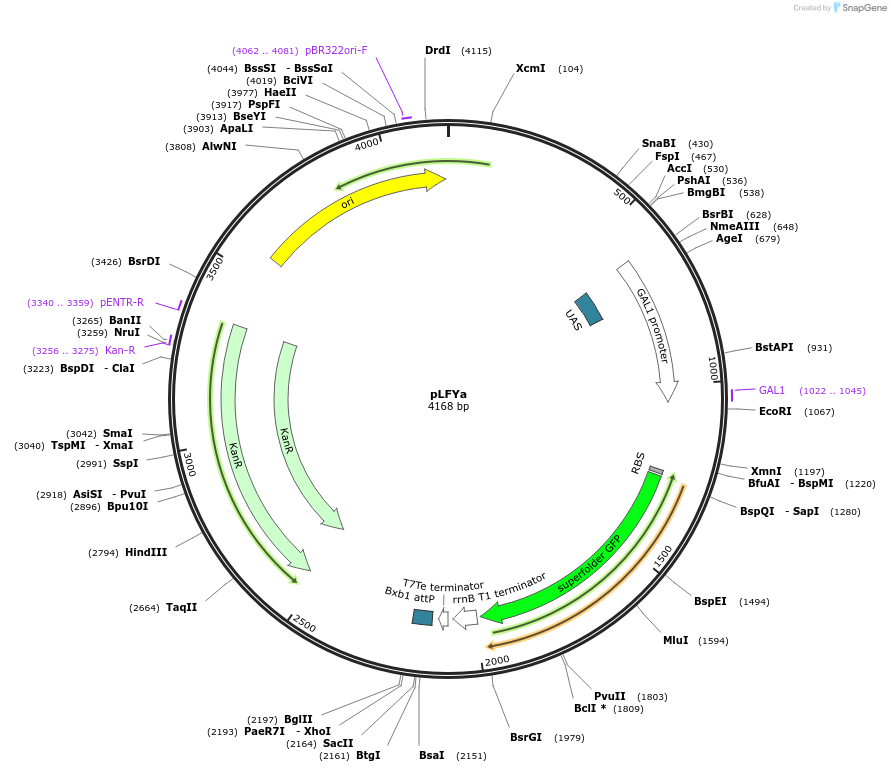 243803-plasmid-map-sequence-id-487915