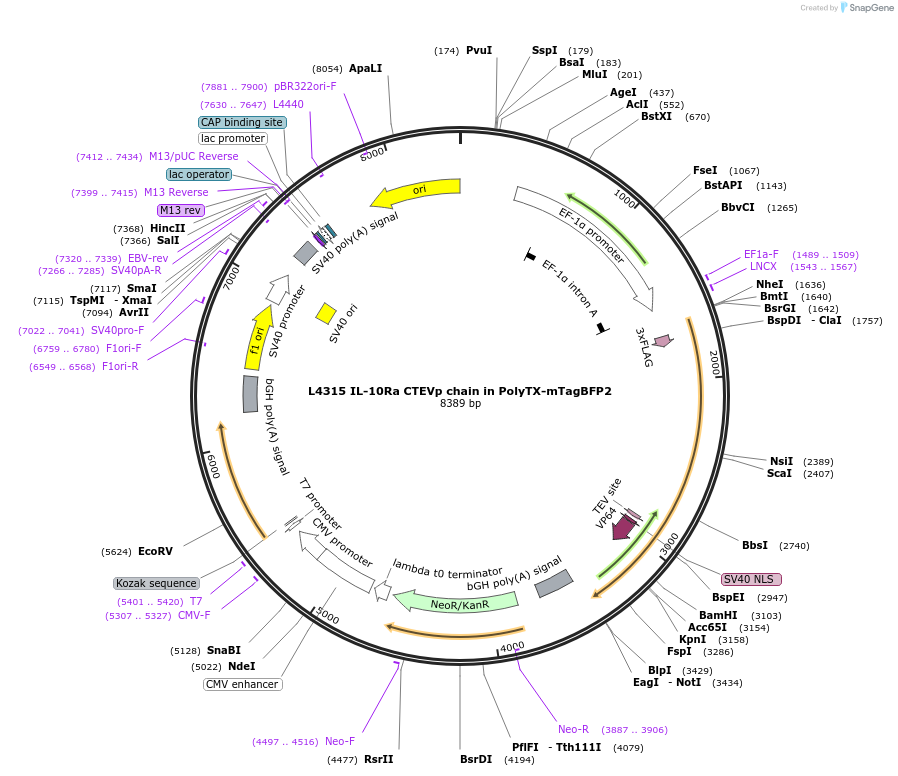 244171-plasmid-map-sequence-id-487917