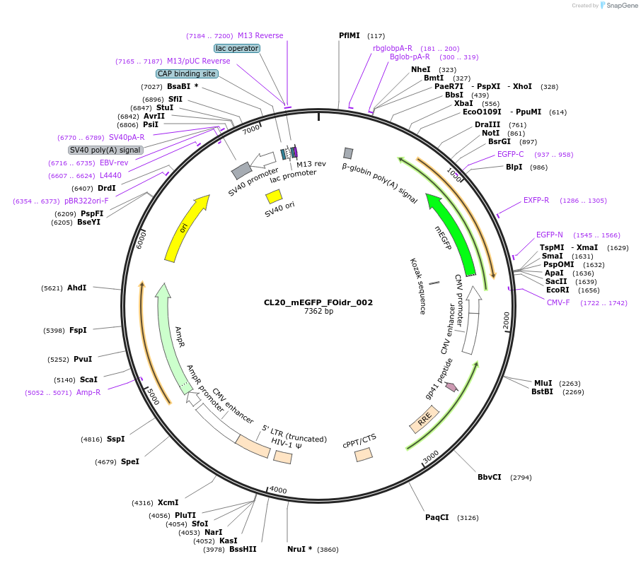 244554-plasmid-map-sequence-id-487921