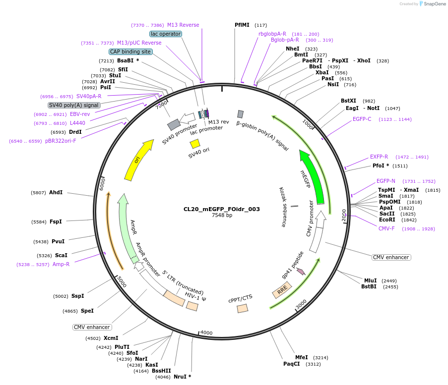 244555-plasmid-map-sequence-id-487922