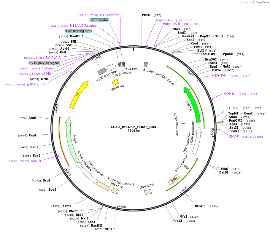 244556-plasmid-map-sequence-id-487923