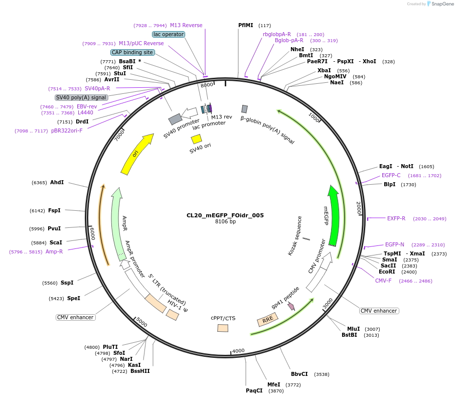 244557-plasmid-map-sequence-id-487924