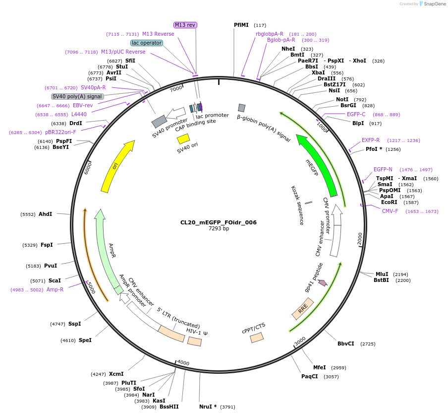 244558-plasmid-map-sequence-id-487925
