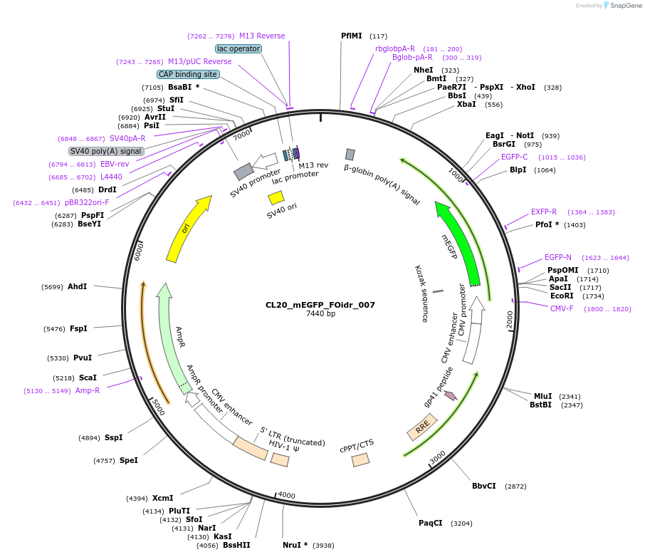 244559-plasmid-map-sequence-id-487926