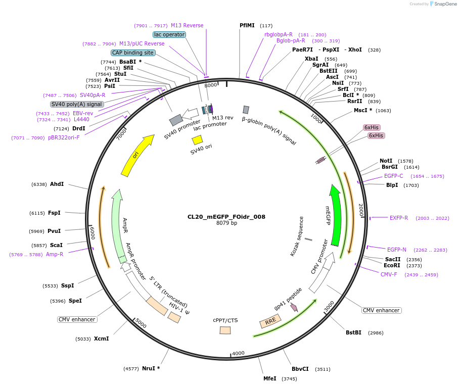 244560-plasmid-map-sequence-id-487927
