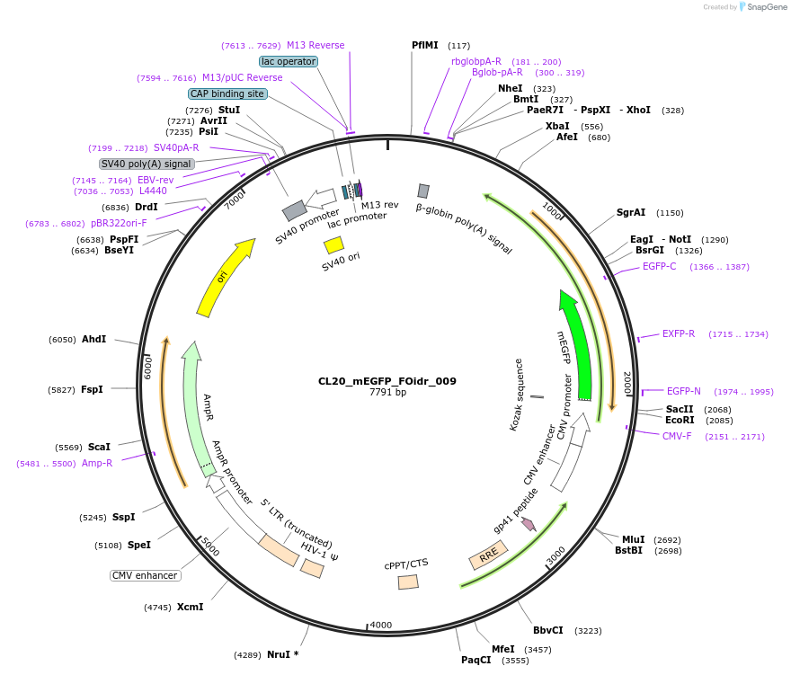 244561-plasmid-map-sequence-id-487928