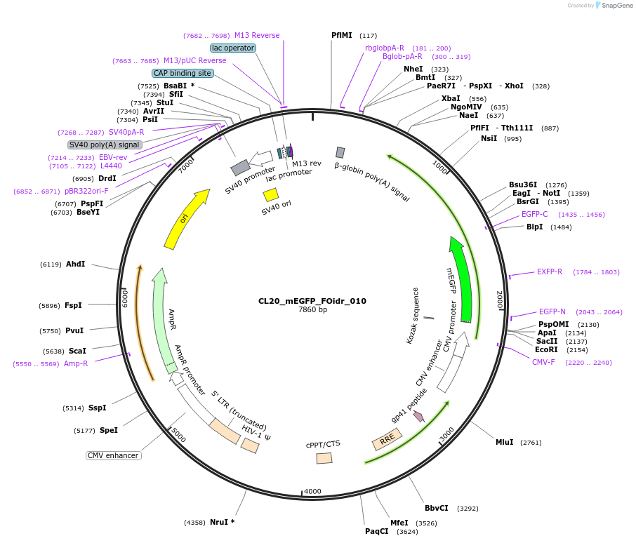 244562-plasmid-map-sequence-id-487929